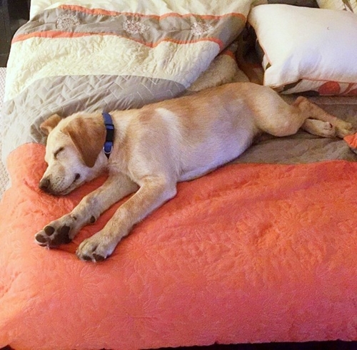 Dogilike.com :: ش! Ǩ㨴§١عѢѧªԵҡͺӺѴ