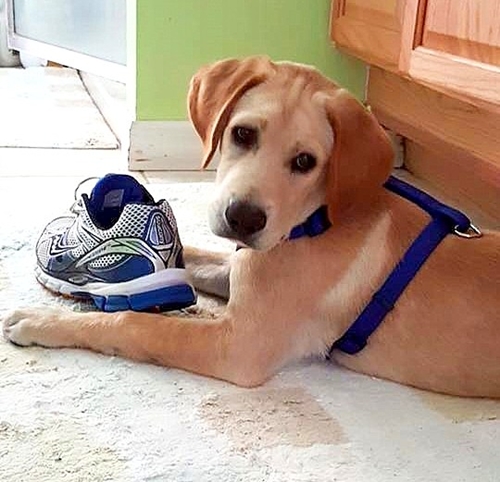 Dogilike.com :: ش! Ǩ㨴§١عѢѧªԵҡͺӺѴ