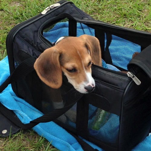 Dogilike.com :: ѹ繨ԧ! ١Թ١Ѻ§ ªԵ