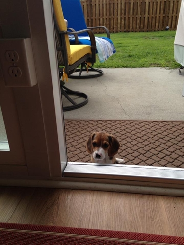 Dogilike.com :: ѹ繨ԧ! ١Թ١Ѻ§ ªԵ
