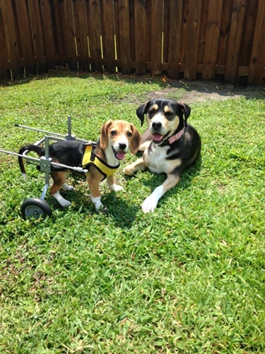 Dogilike.com :: ѹ繨ԧ! ١Թ١Ѻ§ ªԵ