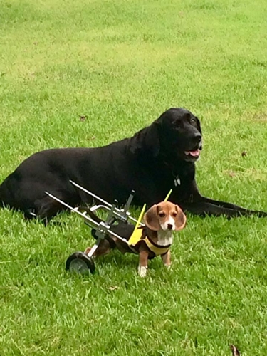 Dogilike.com :: ѹ繨ԧ! ١Թ١Ѻ§ ªԵ