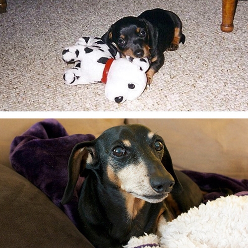 Dogilike.com ::  12 Ҿ! ѹá͡Ѻѹش·ͧعѢشѡ