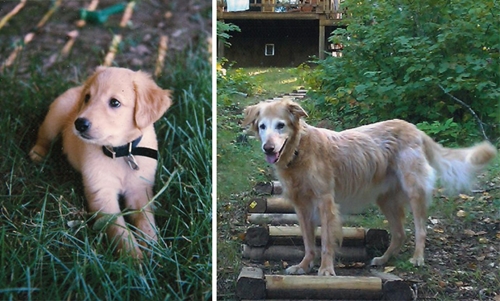 Dogilike.com ::  12 Ҿ! ѹá͡Ѻѹش·ͧعѢشѡ