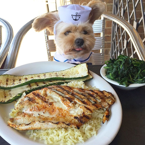 Dogilike.com :: Popeye ҵٺشͺ ͺ觡Թ͹Ңͧ