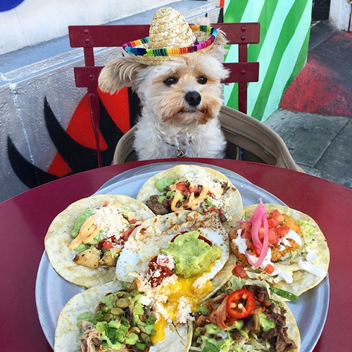 Dogilike.com :: Popeye ҵٺشͺ ͺ觡Թ͹Ңͧ