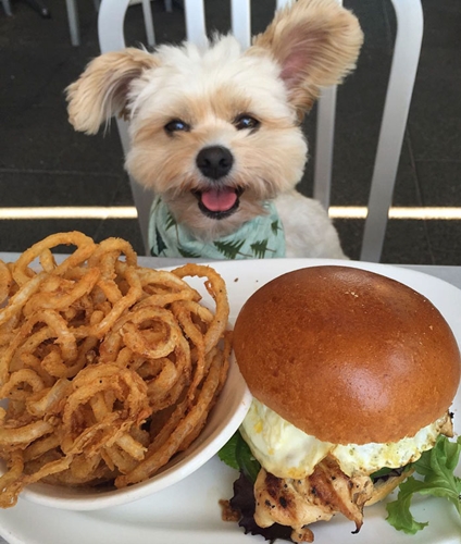 Dogilike.com :: Popeye ҵٺشͺ ͺ觡Թ͹Ңͧ