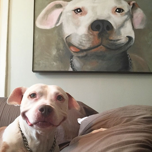 Dogilike.com :: ͧҵǹöش ѧҡ١¨ҡҧ !