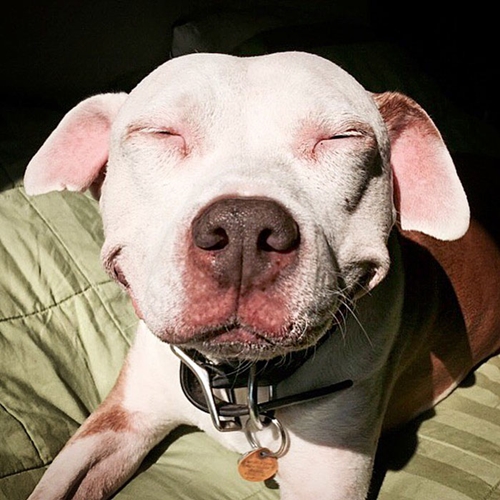 Dogilike.com :: ͧҵǹöش ѧҡ١¨ҡҧ !