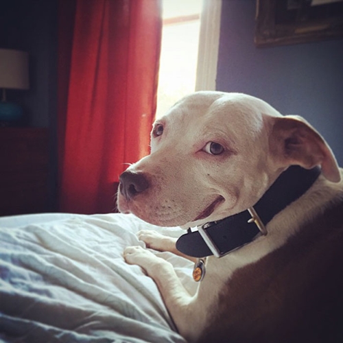 Dogilike.com :: ͧҵǹöش ѧҡ١¨ҡҧ !
