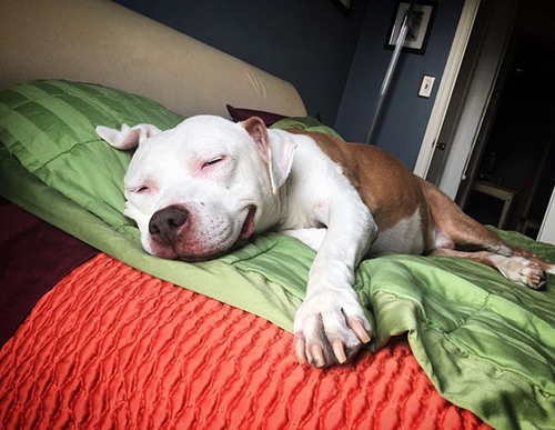 Dogilike.com :: ͧҵǹöش ѧҡ١¨ҡҧ !