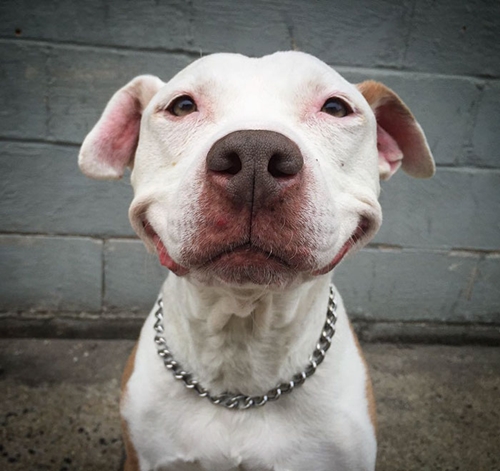 Dogilike.com :: ͧҵǹöش ѧҡ١¨ҡҧ !