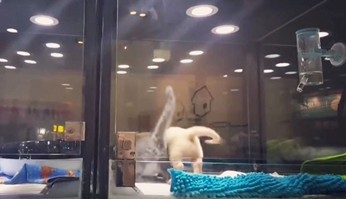 Dogilike.com :: ҹѵ§ѹ¤Ի١ǡⴴ͡١ԵáѺ١ 