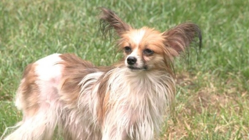 Dogilike.com :: شִ! ٺԵ㹻§Ӿѧҹ 2  Ңͧ龺ա