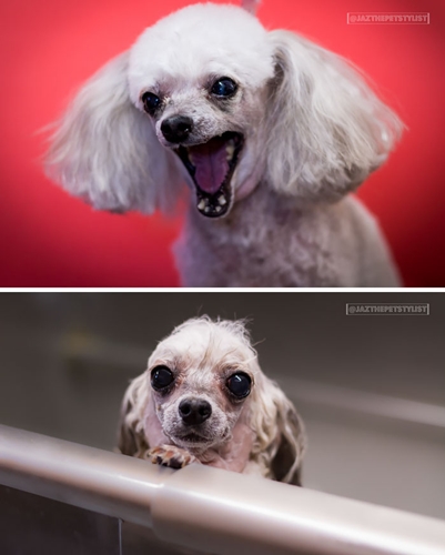Dogilike.com :: 15 Ҿ Before & After ش͹ͧҶ١ҢͧѺҺ