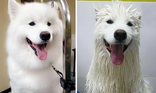 Dogilike.com :: 15 Ҿ Before & After ش͹ͧҶ١ҢͧѺҺ