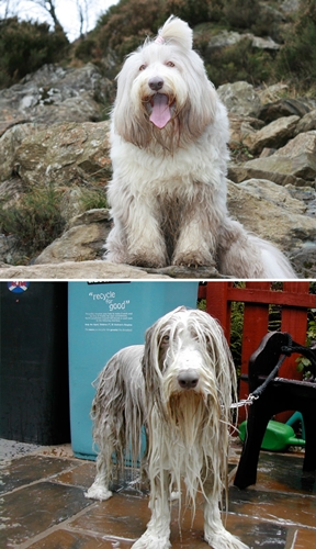 Dogilike.com :: 15 Ҿ Before & After ش͹ͧҶ١ҢͧѺҺ