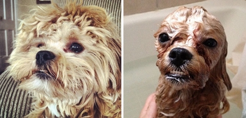 Dogilike.com :: 15 Ҿ Before & After ش͹ͧҶ١ҢͧѺҺ