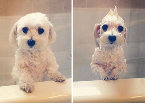 Dogilike.com :: 15 Ҿ Before & After ش͹ͧҶ١ҢͧѺҺ