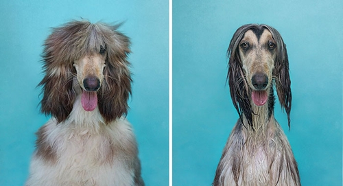 Dogilike.com :: 15 Ҿ Before & After ش͹ͧҶ١ҢͧѺҺ
