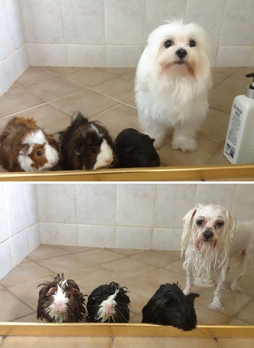 Dogilike.com :: 15 Ҿ Before & After ش͹ͧҶ١ҢͧѺҺ