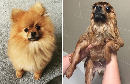 Dogilike.com :: 15 Ҿ Before & After ش͹ͧҶ١ҢͧѺҺ