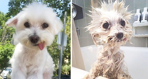 Dogilike.com :: 15 Ҿ Before & After ش͹ͧҶ١ҢͧѺҺ