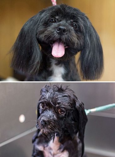 Dogilike.com :: 15 Ҿ Before & After ش͹ͧҶ١ҢͧѺҺ