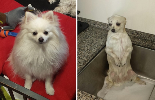 Dogilike.com :: 15 Ҿ Before & After ش͹ͧҶ١ҢͧѺҺ