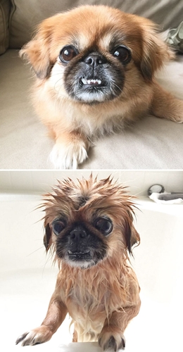 Dogilike.com :: 15 Ҿ Before & After ش͹ͧҶ١ҢͧѺҺ