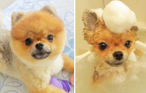 Dogilike.com :: 15 Ҿ Before & After ش͹ͧҶ١ҢͧѺҺ