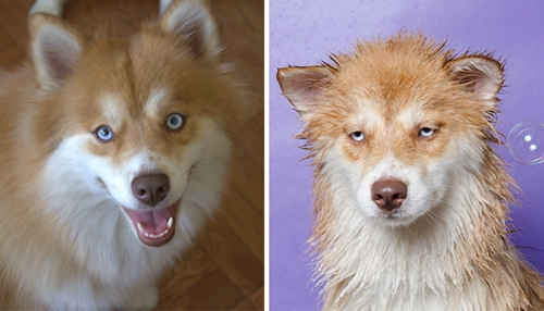 Dogilike.com :: 15 Ҿ Before & After ش͹ͧҶ١ҢͧѺҺ