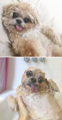 Dogilike.com :: 15 Ҿ Before & After ش͹ͧҶ١ҢͧѺҺ