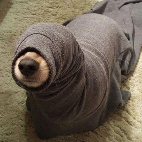 Dogilike.com :: 15 ҾشҢͧٺһѭҷͺš  Ңͧʹ !!