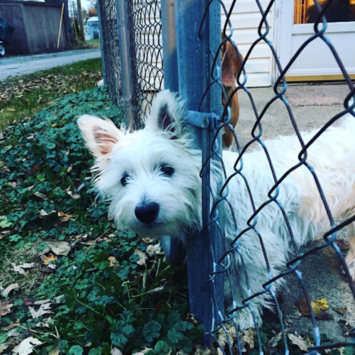 Dogilike.com :: 15 ҾشҢͧٺһѭҷͺš  Ңͧʹ !!