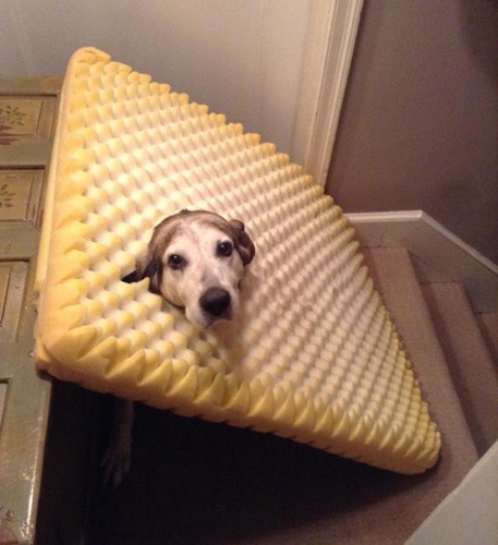 Dogilike.com :: 15 ҾشҢͧٺһѭҷͺš  Ңͧʹ !!