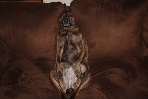 Dogilike.com :: 15 ҾشҢͧٺһѭҷͺš  Ңͧʹ !!