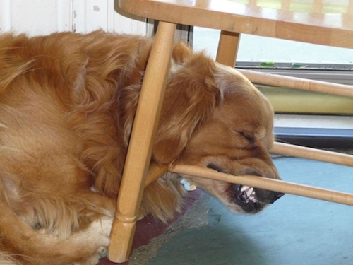 Dogilike.com :: 15 ҾشҢͧٺһѭҷͺš  Ңͧʹ !!