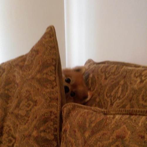 Dogilike.com :: 15 ҾشҢͧٺһѭҷͺš  Ңͧʹ !!