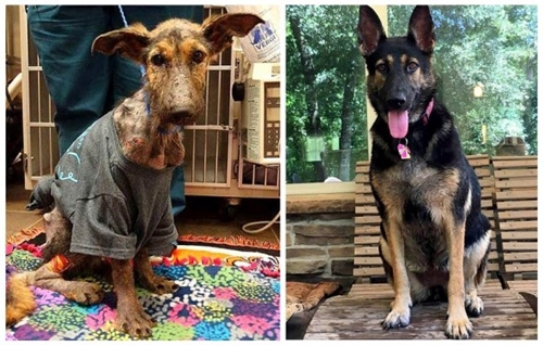 Dogilike.com :: ҡعѢ١駼˹ѧдٴѺѹѺ͡㹺ҹͺ !