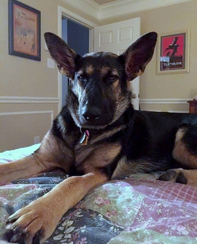 Dogilike.com :: ҡعѢ١駼˹ѧдٴѺѹѺ͡㹺ҹͺ !