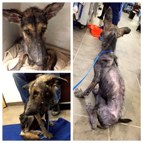 Dogilike.com :: ҡعѢ١駼˹ѧдٴѺѹѺ͡㹺ҹͺ !
