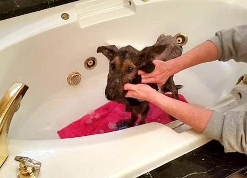 Dogilike.com :: ҡعѢ١駼˹ѧдٴѺѹѺ͡㹺ҹͺ !