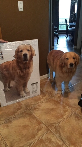 Dogilike.com :: سѴٻعѢ١ ѧͧҵٺ !!