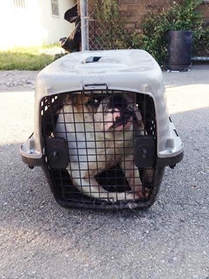 Dogilike.com :: شʧ! ¨ѺŴ͡ҵѴͧ ͹駡ҧ
