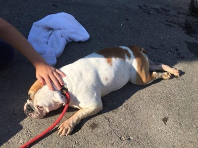 Dogilike.com :: شʧ! ¨ѺŴ͡ҵѴͧ ͹駡ҧ