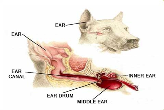 Строение ушной раковины животных. Строение ушной раковины собаки. Строение уха кокер спаниеля. Строение уха собаки анатомия.