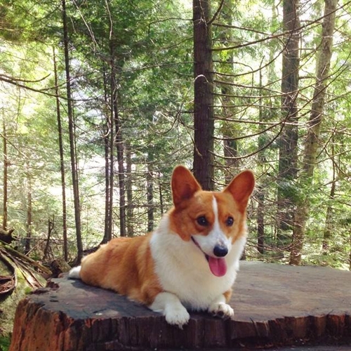 Dogilike.com :: ѡعѢ ! Loki ҧ餹šªԵ