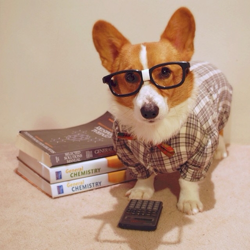Dogilike.com :: ѡعѢ ! Loki ҧ餹šªԵ