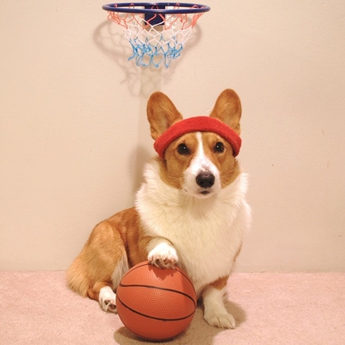 Dogilike.com :: ѡعѢ ! Loki ҧ餹šªԵ